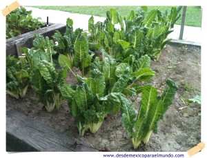 Acelgas // Swiss chard