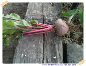 Betabel (Remolacha) // Beet