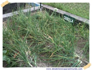 Cebolla Cambray // Spring onion