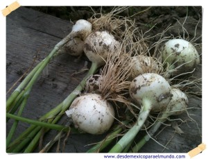 Cebollitas Cambray // Spring onions