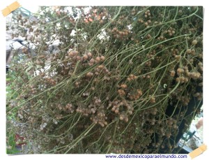 Semilla de cilantro // Cilantro seeds