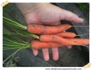 Zanahorias // Carrots