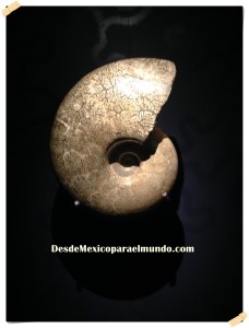 Ammonite. Fósil encontrado en Baja California, México.  Período cretácico, hace 100 millones de años, peso aproximado de 40 kg. Colección Mauricio Fernández. // Ammonite. Fossil found in Baja California, Mexico. Cretaceous period, circa 100 millions years ago, estimated weight of 88 lbs.  Mauricio Fernández Collection.