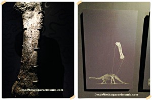 Fémur de brontosaurio. Hueso fosilizado. Período jurásico aproximadamente hace 180 millones, peso aproximado de 200 kg. Colección Mauricio Fernández. // Femur of a brontosaurus. Fossilized bone. Jurassic period about 180 millions years ago, estimated weight of 440 lbs. Mauricio Fernandez Collection.   